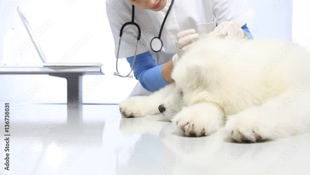 Veterinarian examining dog on table in vet clinic. exam of teeth, ears and fur. Veterinarian examining dog on table in vet clinic. exam of teeth, ears and fur.