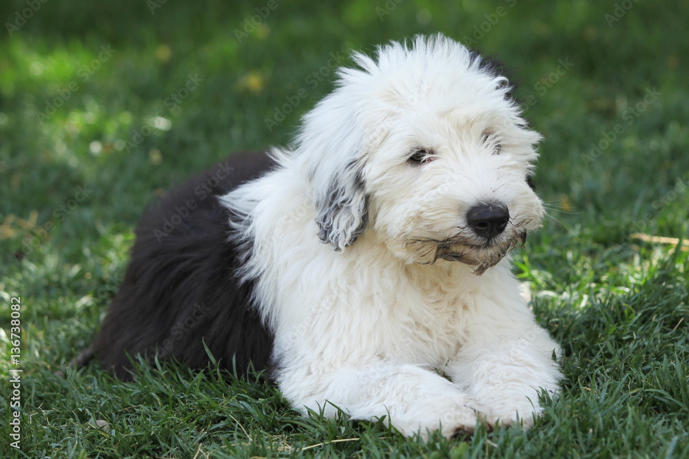 Olivia, a female Old English Sheepdog puppy Olivia, a female Old English Sheepdog puppy
