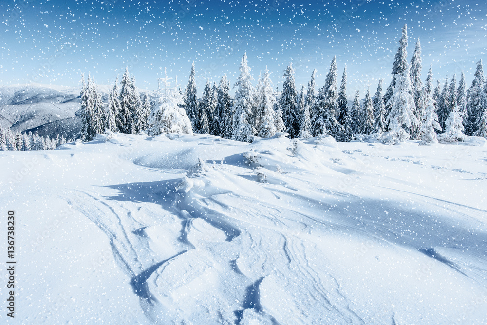 Fantastic winter landscape and tree in hoarfrost. In anticipatio Fantastic winter landscape and tree in hoarfrost. In anticipatio