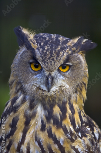 European Eagle Owl Bubo bubo close up portrait of head © Ernie