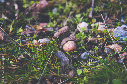 An acorn with a hat lies on a grass photo