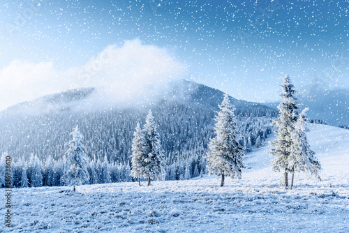 Winter tree in snow. Carpathian, Ukraine, Europe. Bokeh light ef