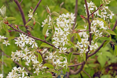 Spring flowering "Amelanchier canadensis". Other names: shadbush, shadwood;  Canadian serviceberry, chuckleberry, currant-tree. 