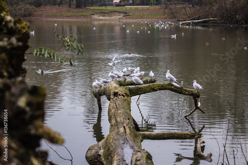 Seagulls sitting on an old tree felled in the water. Lake in the city park in Warsaw, Poland..