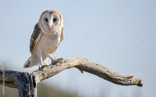 Common barn owl (Tyto alba) #2