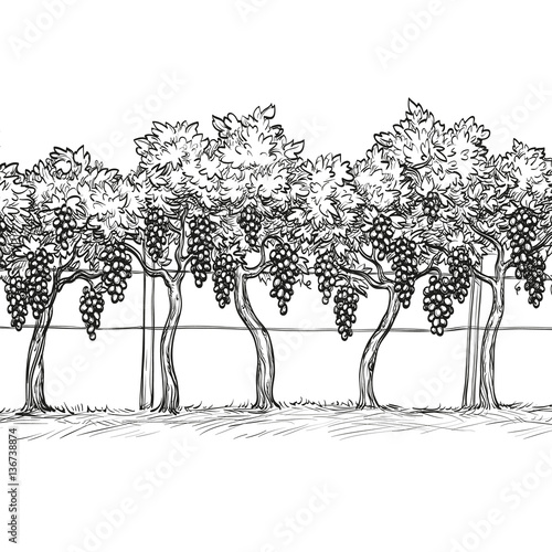 Hand drawn vector illustration of vineyard.