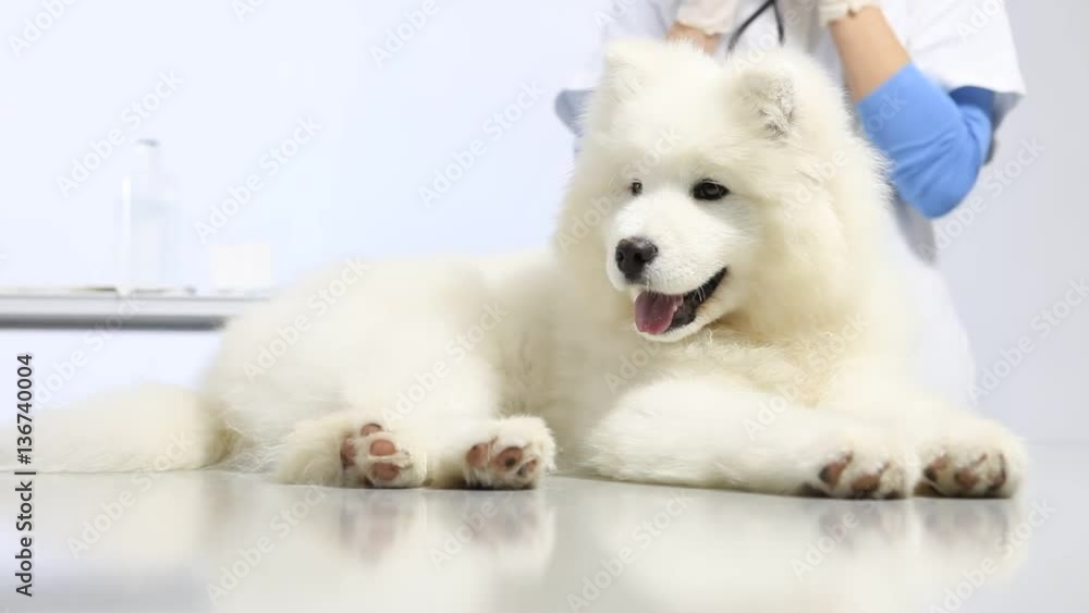 Veterinarian examining dog, uses stethoscope, on table in vet clinic Veterinarian examining dog, uses stethoscope, on table in vet clinic