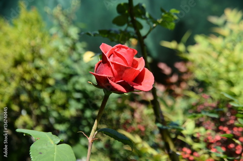 rosa
