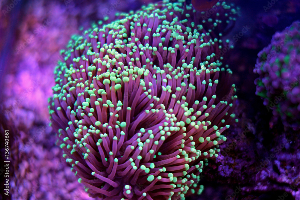 Small Green tip Purple Euphyllia Torch Coral Small Green tip Purple Euphyllia Torch Coral
