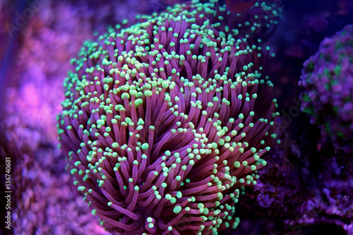 Small Green tip Purple Euphyllia Torch Coral 