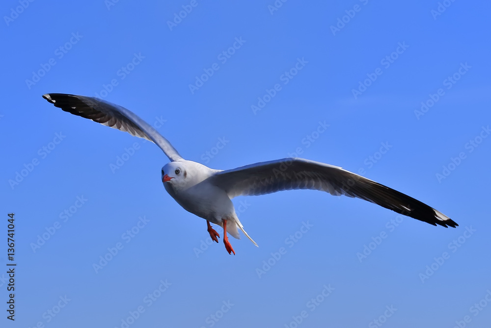 Obraz premium Seagull