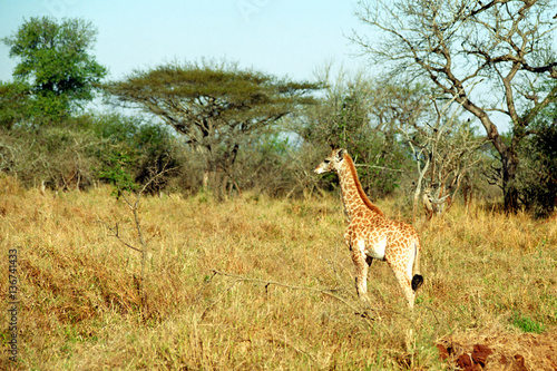 Fotografie South African giraffe baby, Mkhaya Game Reserve, Swaziland