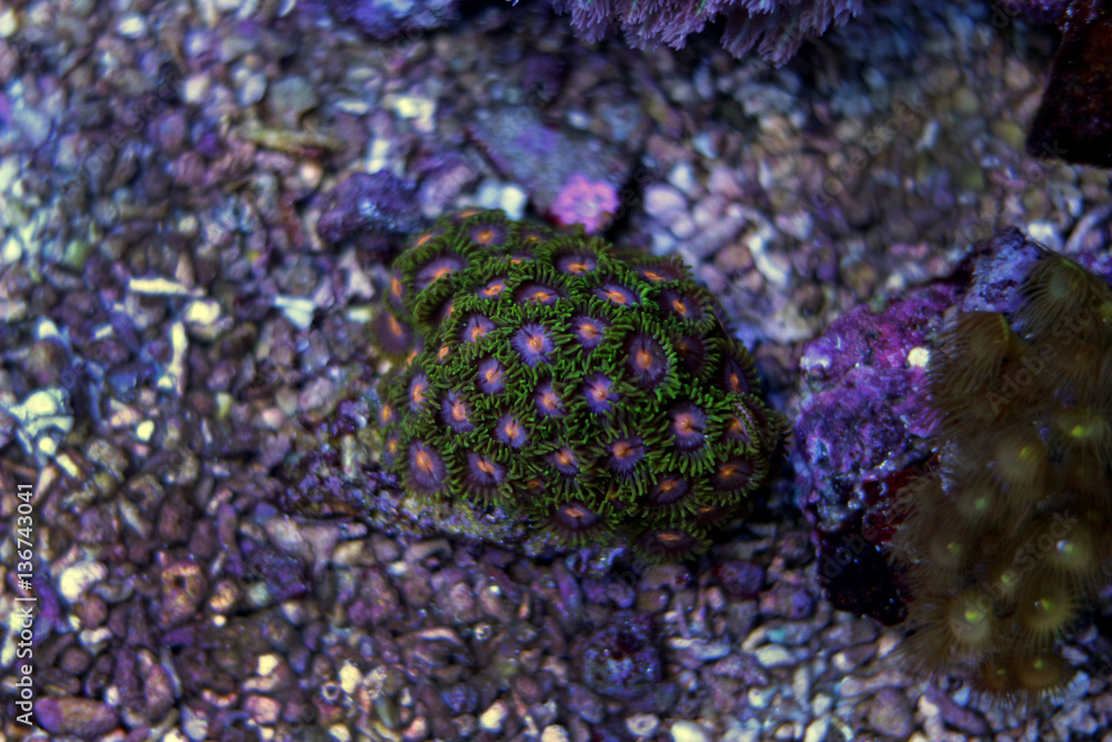 Zoanthids polyps coral in marine aquarium tank 