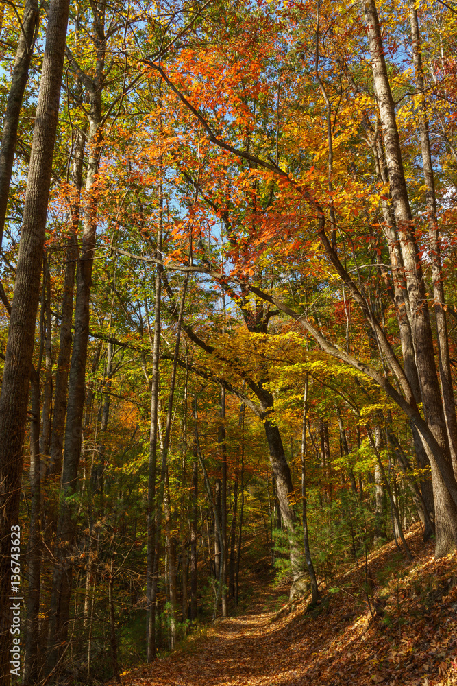 Fall in the Forest Fall in the Forest