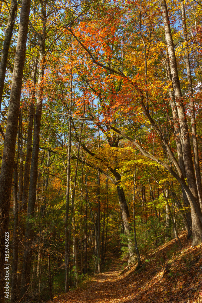 Fall in the Forest