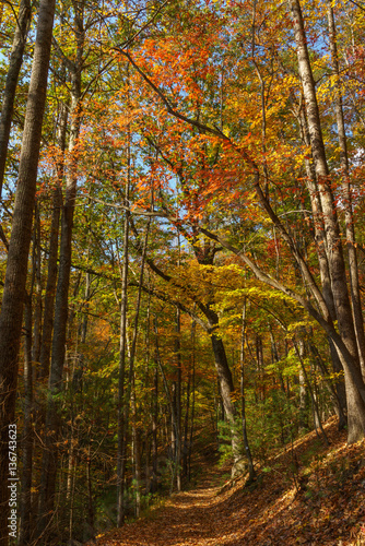 Fall in the Forest