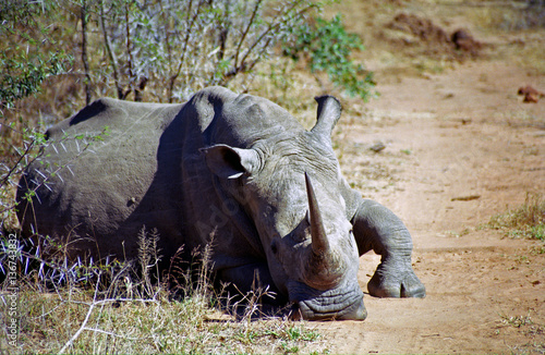 White rhino  Mkhaya Game Reserve  Swaziland