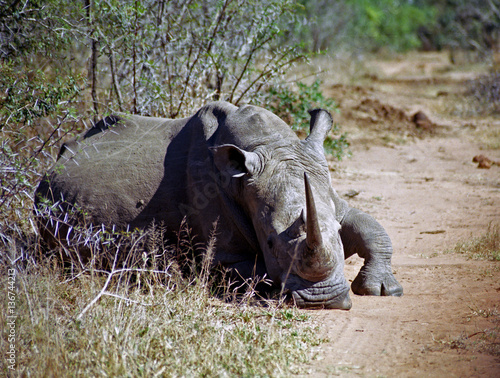 White rhino, Mkhaya Game Reserve, Swaziland photo