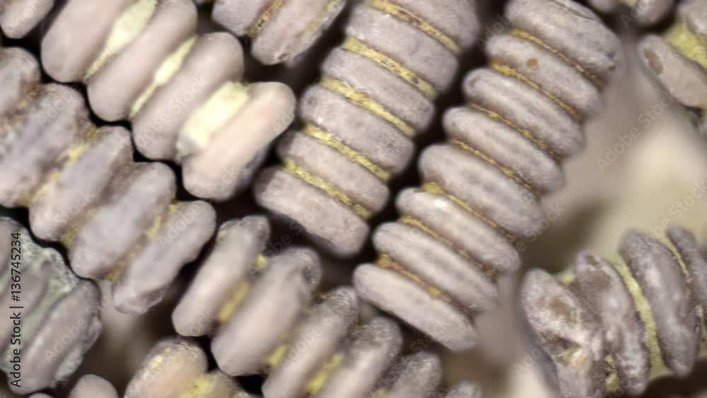 Crinoid Fossil Plant Texture Close Up Crinoid Fossil Plant Texture Close Up