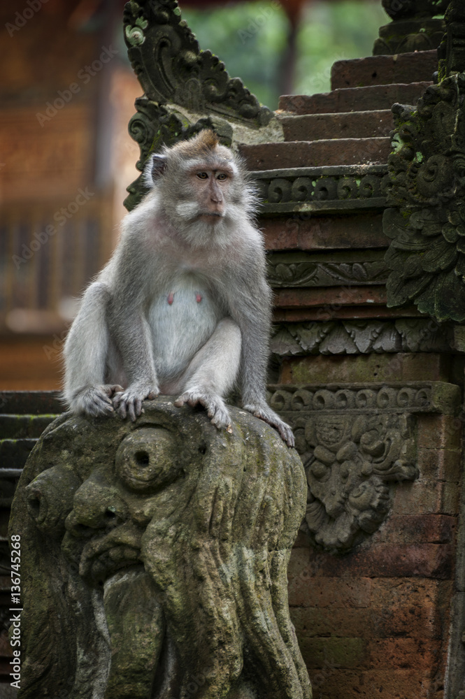 Balinese Long-Tailed Monkey. The Ubud Monkey Forest is a nature reserve and Hindu temple complex in Ubud, Bali, Indonesia. These monkeys are also called crab-eating macaques or long tailed macaques.