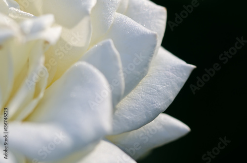 Nature Abstract: Lost in the Gentle Folds of the Delicate White Rose © rck