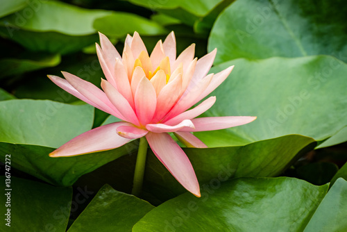 Fotografie Closeup of vibrant pink water lily in pond.