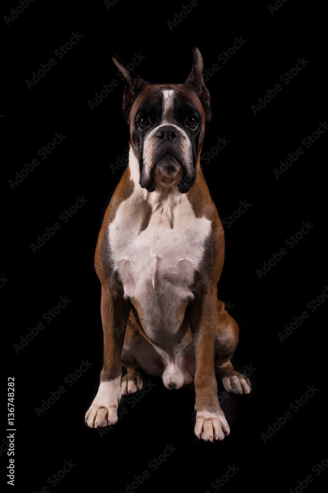 German Boxer German Boxer