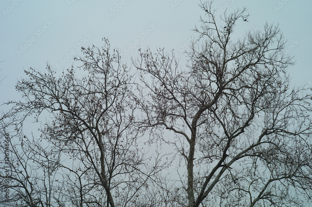 Depressing scene of barren trees and a cloudy sky