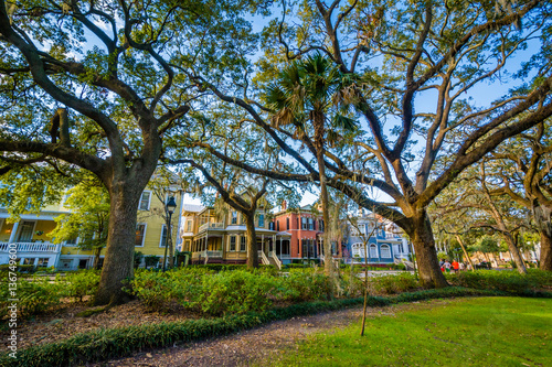 Trees at Forsyth Park, in Savannah, Georgia.