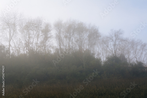 Trees in fog at the Memorial Waterfront Park in Mount Pleasant, © jonbilous