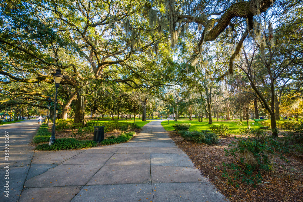 Walkway and trees with Spanish moss, at Forsyth Park, in Savanna Walkway and trees with Spanish moss, at Forsyth Park, in Savanna