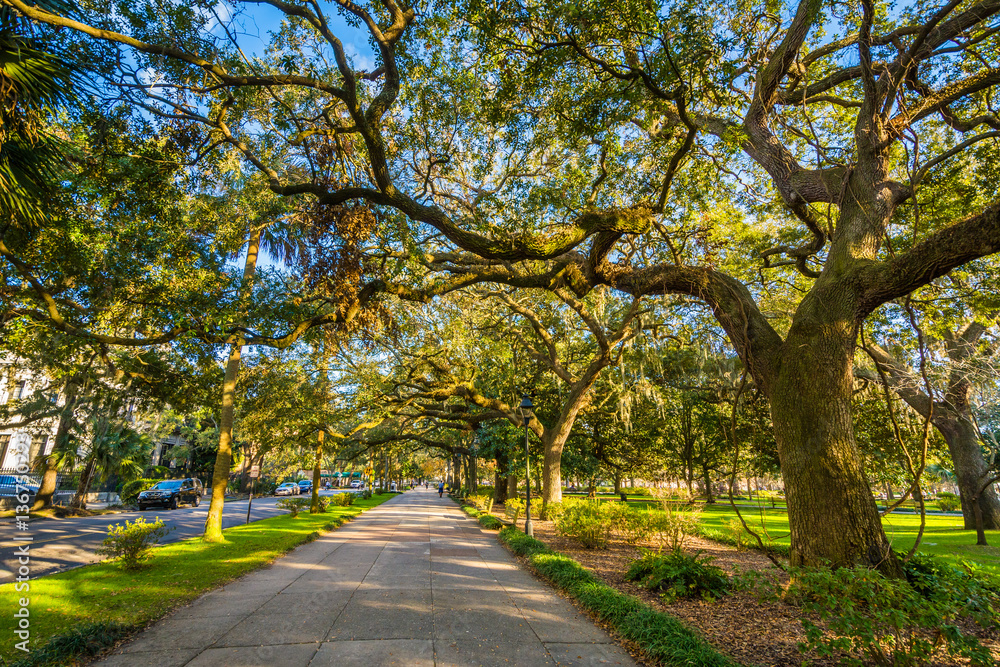 Walkway and trees with Spanish moss, at Forsyth Park, in Savanna Walkway and trees with Spanish moss, at Forsyth Park, in Savanna