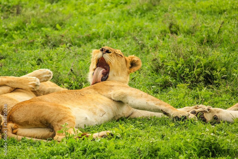 Fototapeta premium A lion laying and licking clean at sunset on a grass plain of the Serengeti National Park, Tanzania, Africa. Panthera Leo