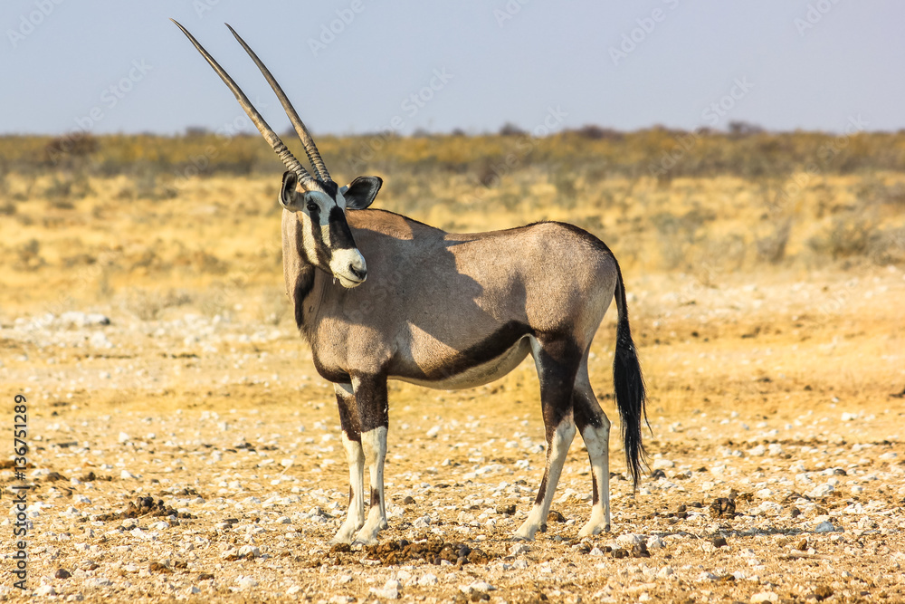 Gemsbok solitary standing in Ethosa National Park, dry season, Namibia, Africa. Gemsbok solitary standing in Ethosa National Park, dry season, Namibia, Africa.