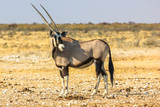 Gemsbok solitary standing in Ethosa National Park, dry season, Namibia, Africa.