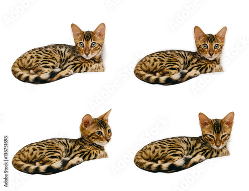 Bengal kitten during sleep and then on the back of the sofa. Everything happens and isolated on white background.