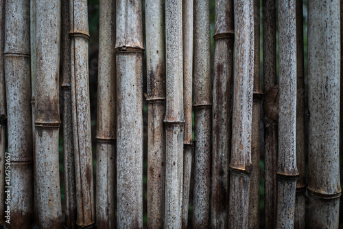 Bamboo Fence © Kelly Castro