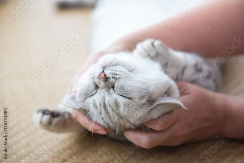 Fototapeta Naklejka Na Ścianę i Meble -  Happy cat sleeping