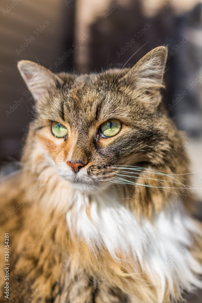 Closeup of maine coon cat outside in sunlight