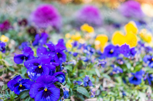Purple kale plants and pansy flowers in garden