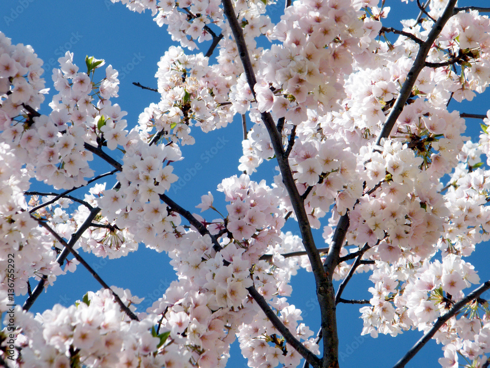 Washington beautiful cherry tree April 2010 Washington beautiful cherry tree April 2010