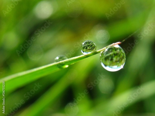 drop of water on leaf 