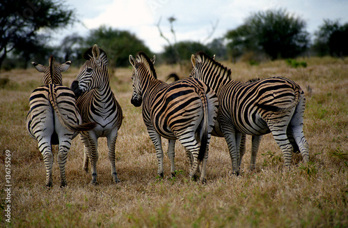 Chapman-zebras  Kruger National Park  South African Republic