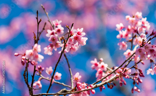 Cherry blossoms or Sakura flower in chiang mai Thailand