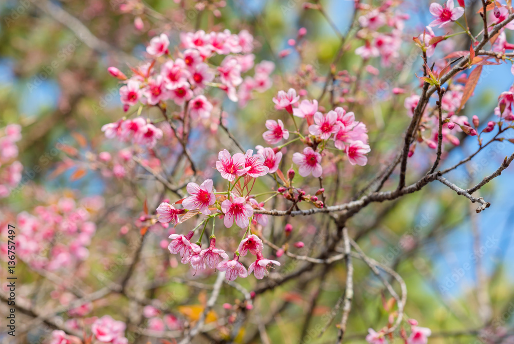 Cherry blossoms or Sakura flower in chiang mai Thailand Cherry blossoms or Sakura flower in chiang mai Thailand