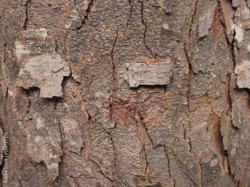 Bark texture