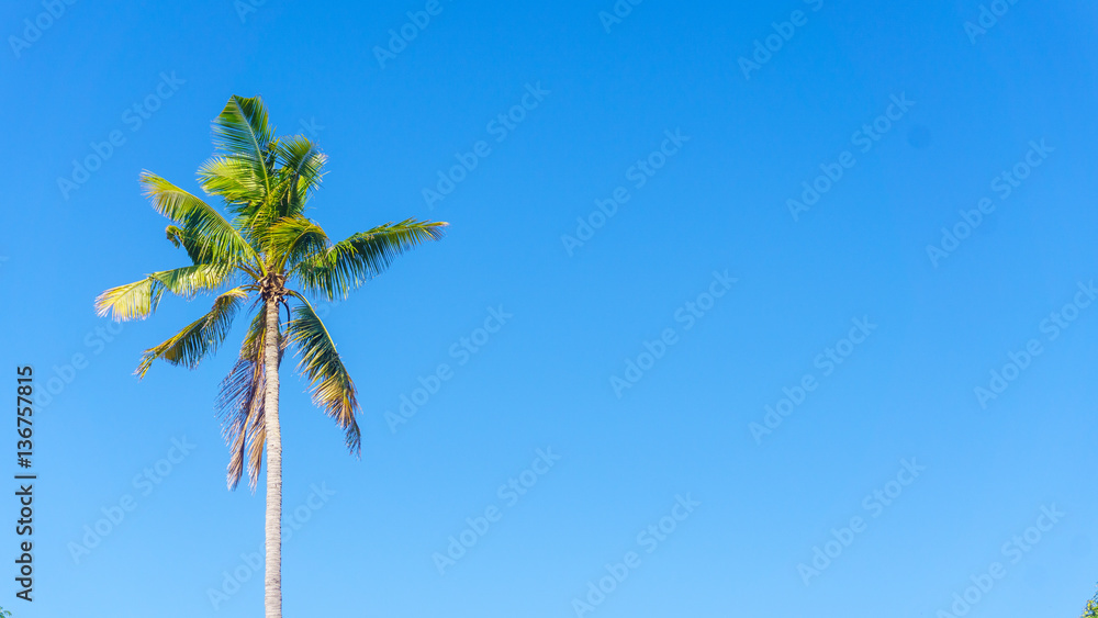 Fototapeta premium coconut tree and blue sky background