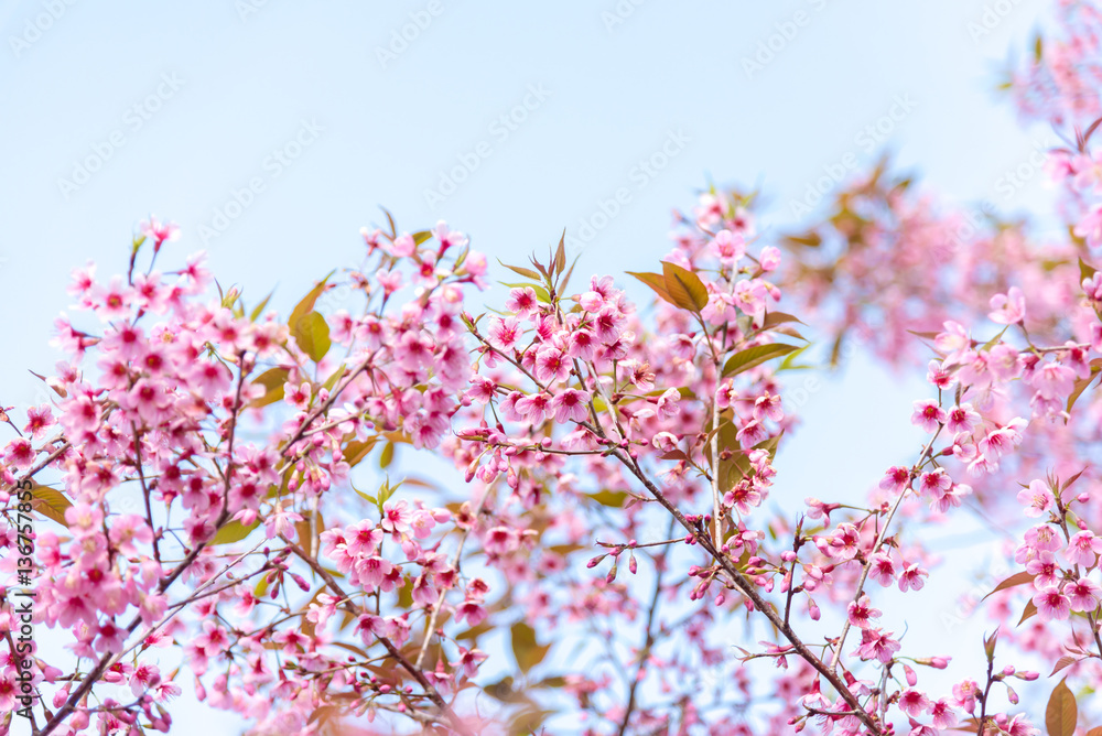 Cherry blossoms or Sakura flower in chiang mai Thailand Cherry blossoms or Sakura flower in chiang mai Thailand
