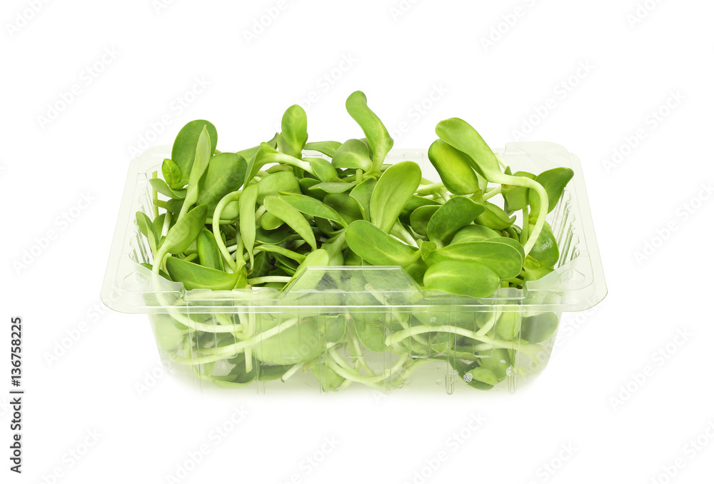 Green young sunflower sprouts in box and get cool on white backg Green young sunflower sprouts in box and get cool on white backg