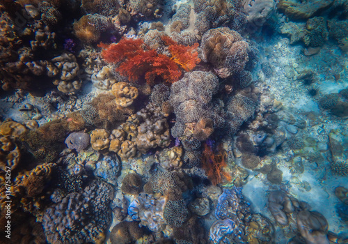 Deep sea and coral reef, colorful corals in ocean landscape. 